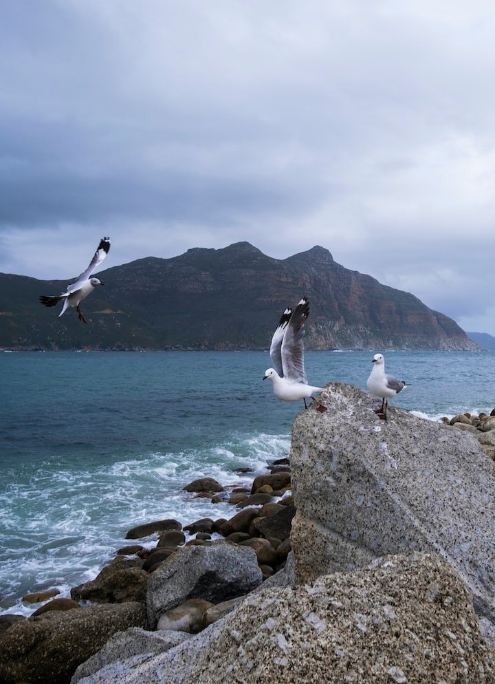 Gaviotas sobre el agua