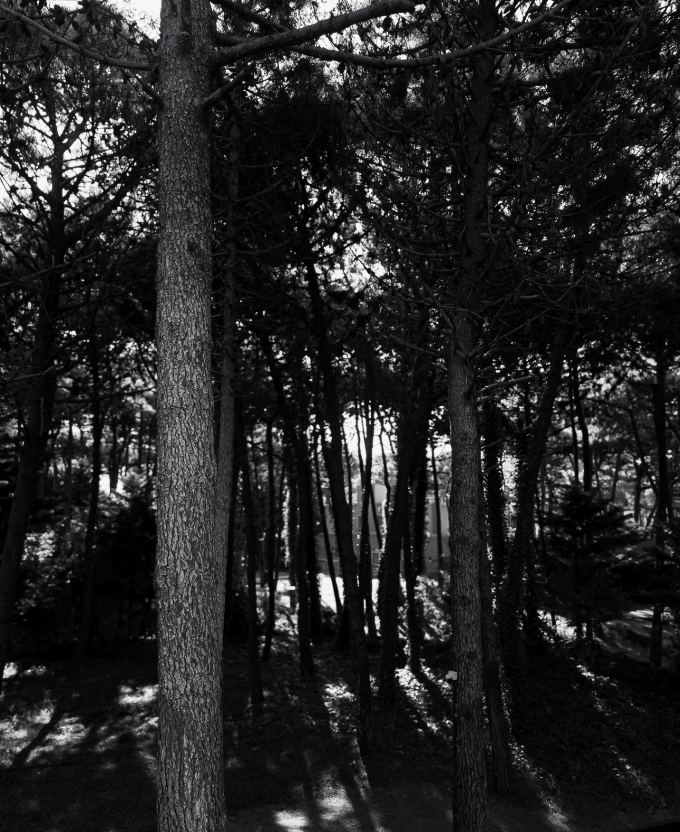 Tomas Rond cover img