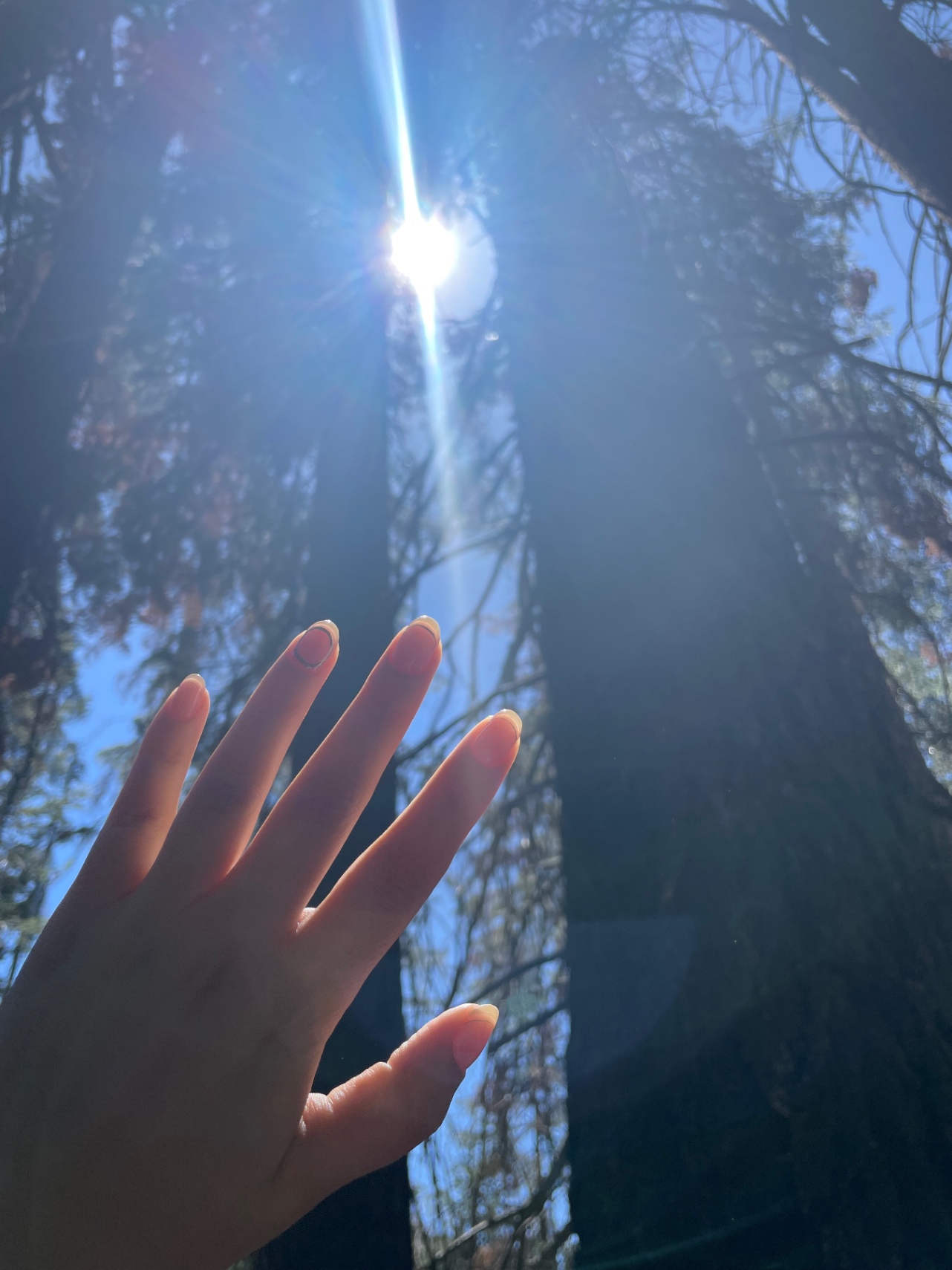 Alberi