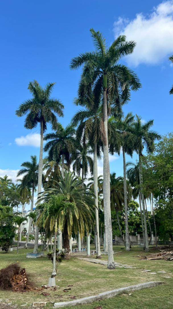 Nada reconozco, todo me duele 