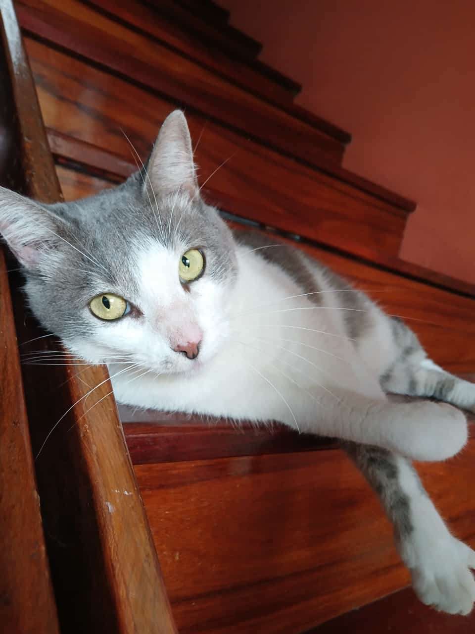 Me ha visitado