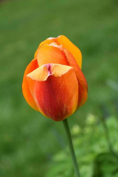 Tulipán naranja