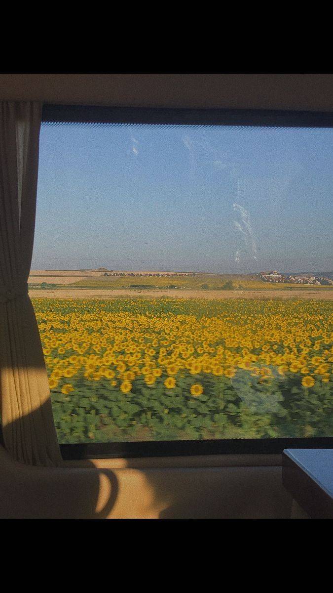 girasoles 