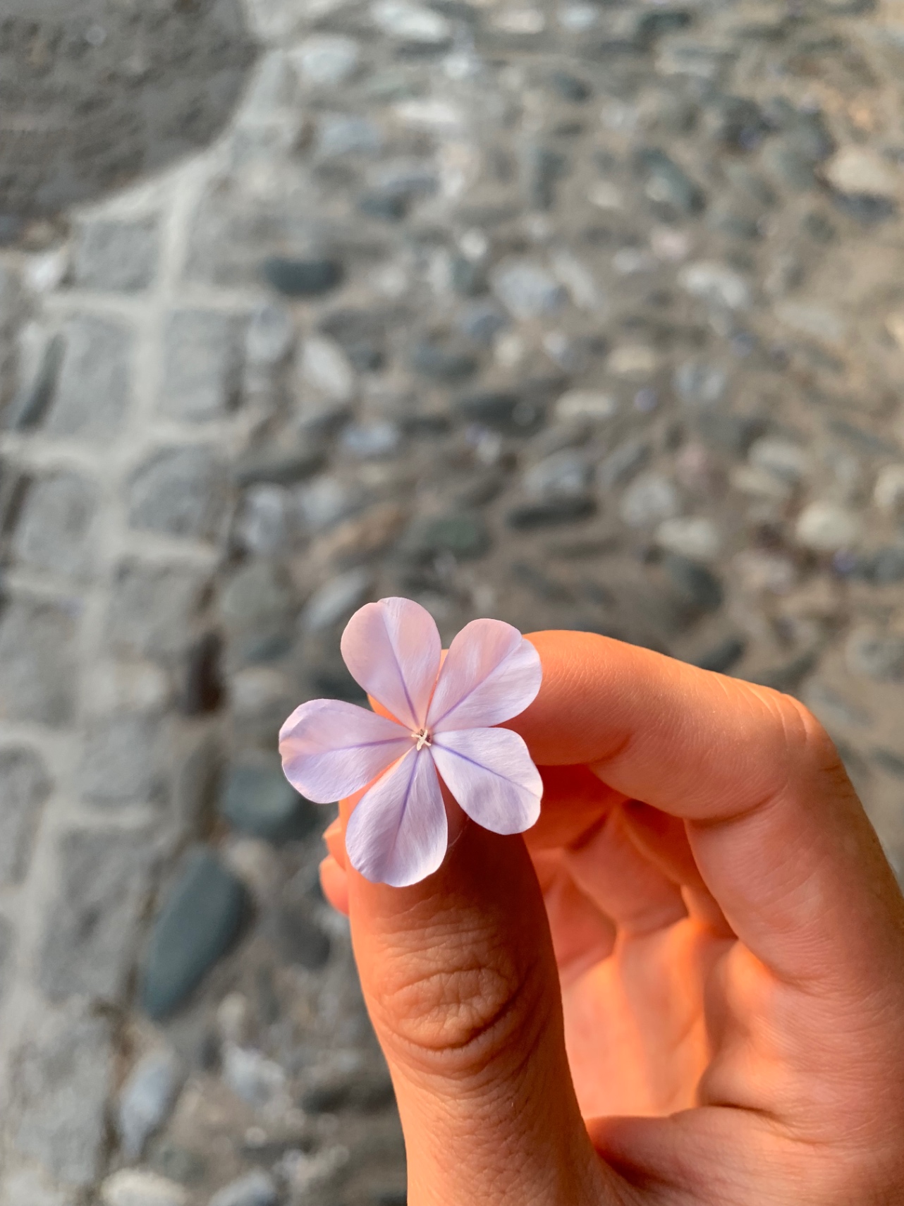 Un gay soñador 🌸