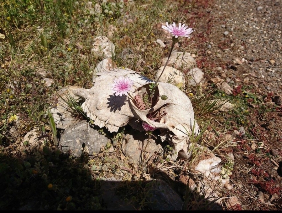 Muerte, ¿otra vez aquí?