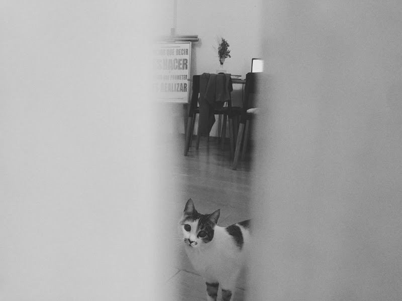 a mi chipá, chipacita 
