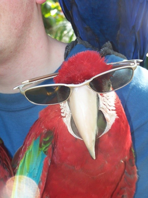 Guacamaya sin alas