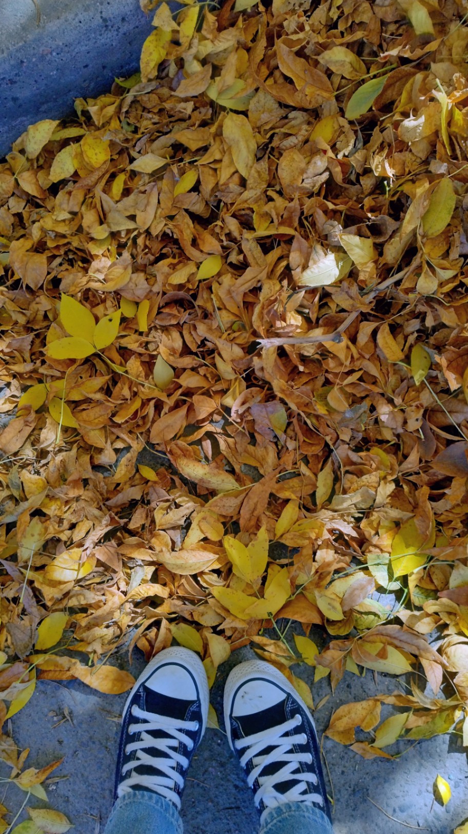 almendraaah  cover img