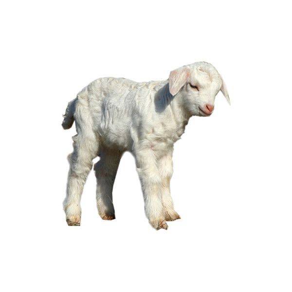 ¿Quién va a venir a salvarte?