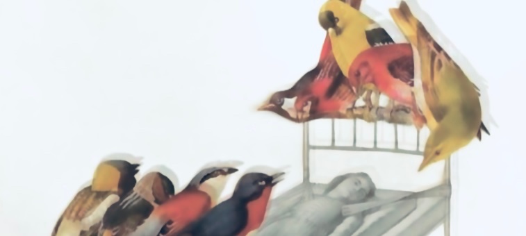 El lenguaje de los pájaros