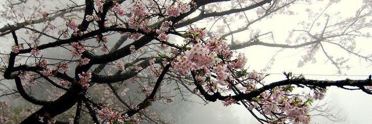 Ausencia, culpa y tal vez.