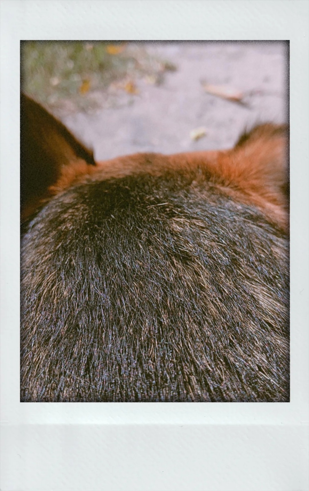 EL AMOR ES UN PERRO INFERNAL