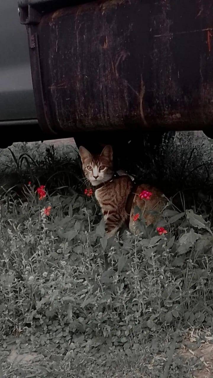 Poesía para mí pequeño Limón