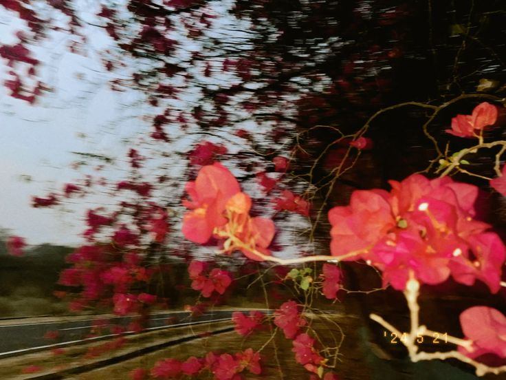Primavera