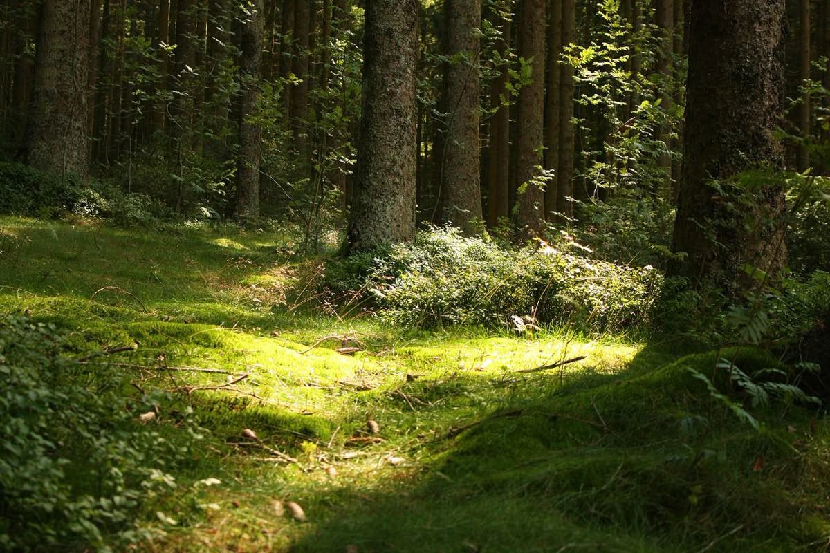 Un Bosque Sincero