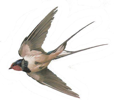 Pájaro
