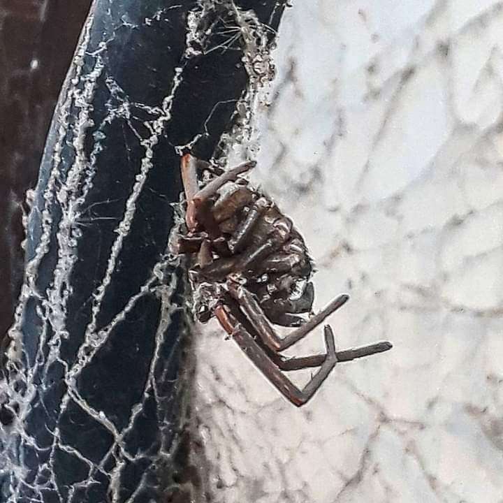 Tres dias en cruz (Oro y Sangre)