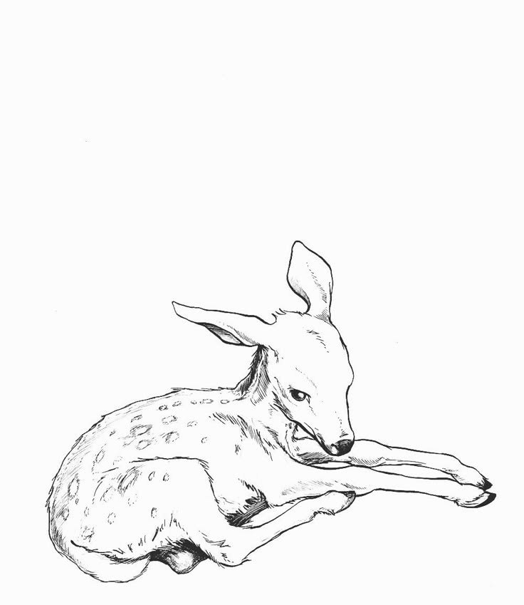 [Amor(Cervatillo)]
