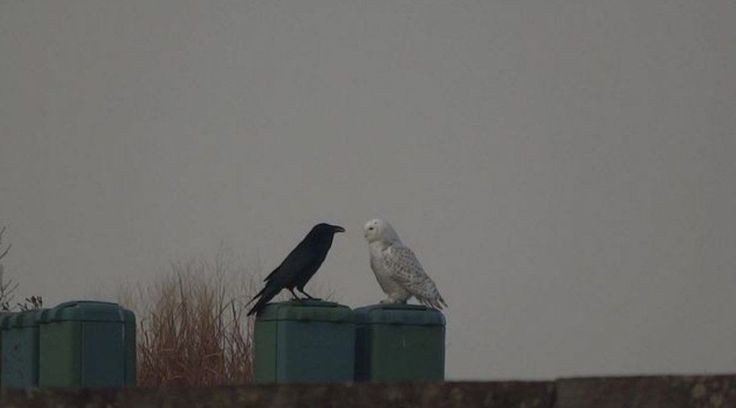 Búho y cuervo 