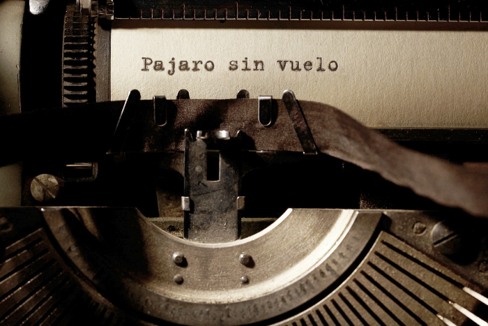 Pájaro sin vuelo