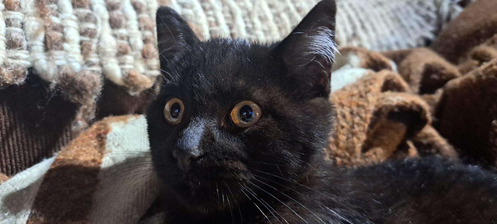 Poema para un gato querido