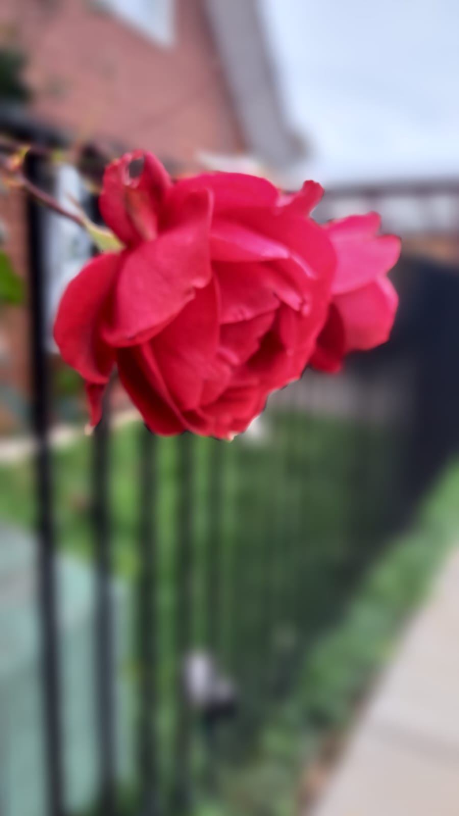 Entre pieles escamosas