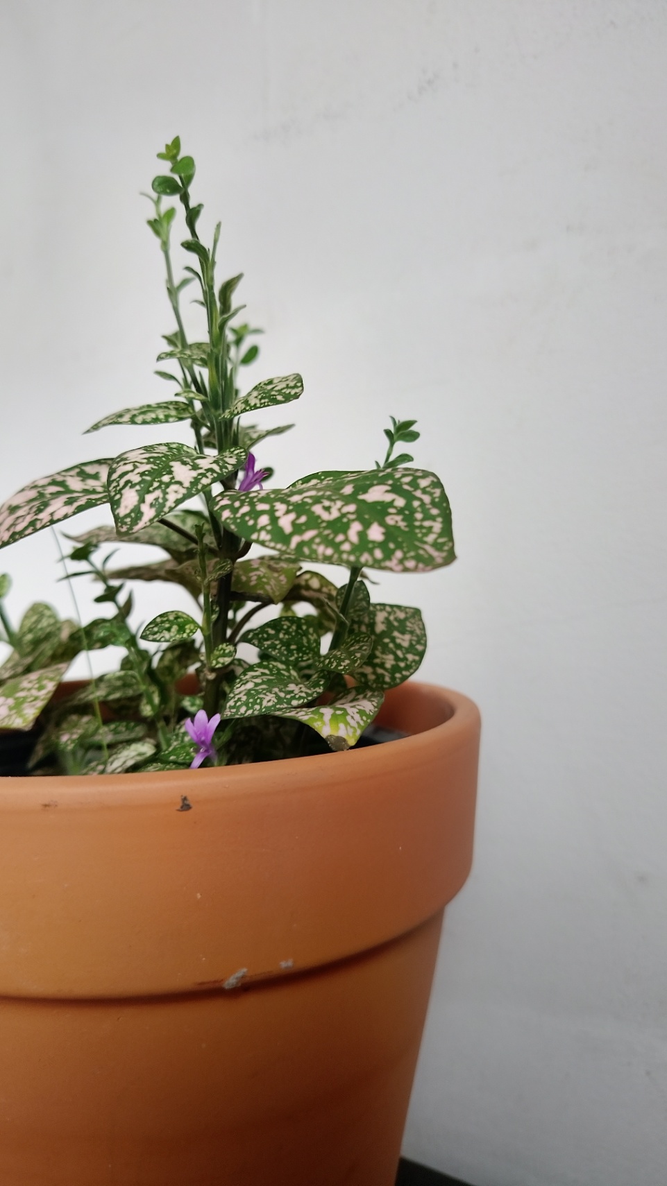 Sophya Abril Mora cover img