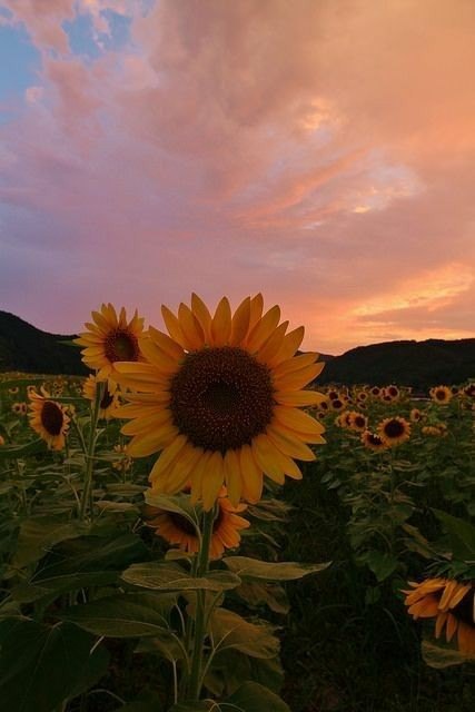 Un jardín del ayer