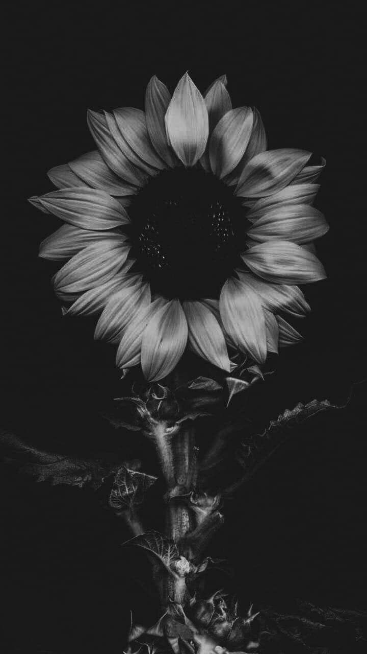 Girasol en la sombra