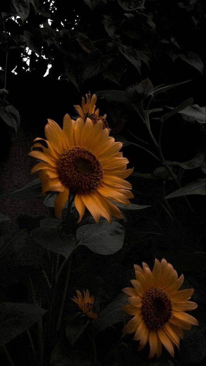 Un girasol y una rosa 