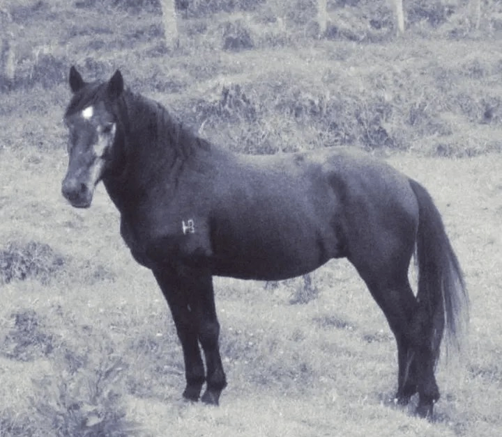 ¡malhaya todo este silencio!