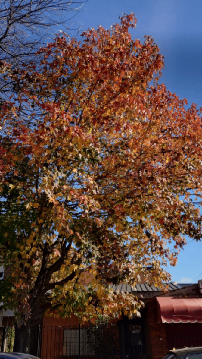 Caminando al otoño