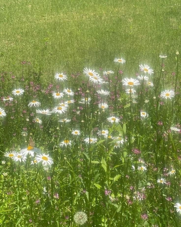 confía en las flores