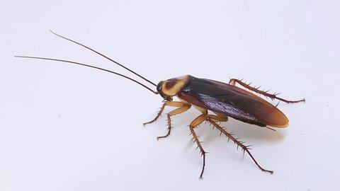 Flasheada del día