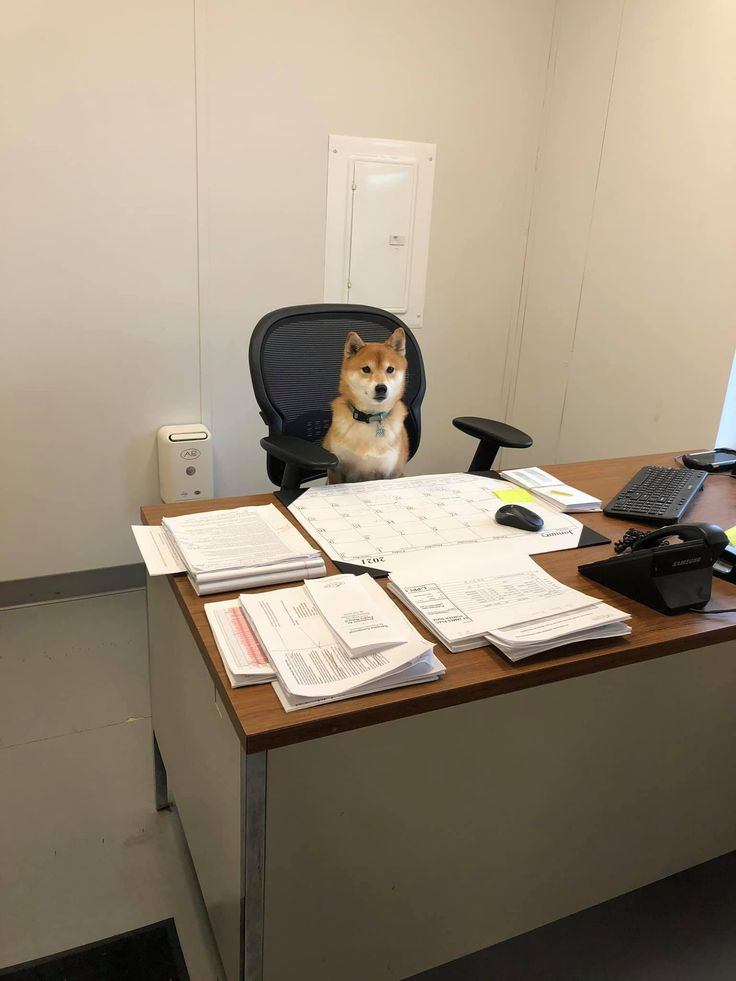 Reinvención de las modalidades de trabajo y su impacto en los animales de compañía.