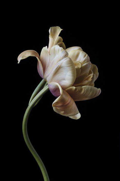 Florecer