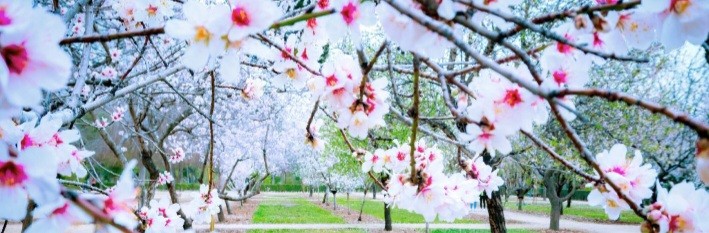 Primavera siempre
