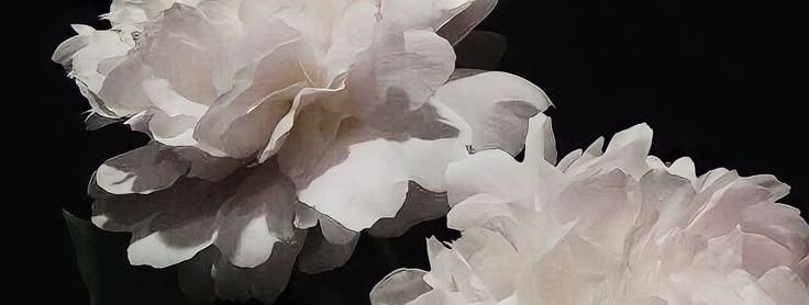 Los anhelos de mi silencio 