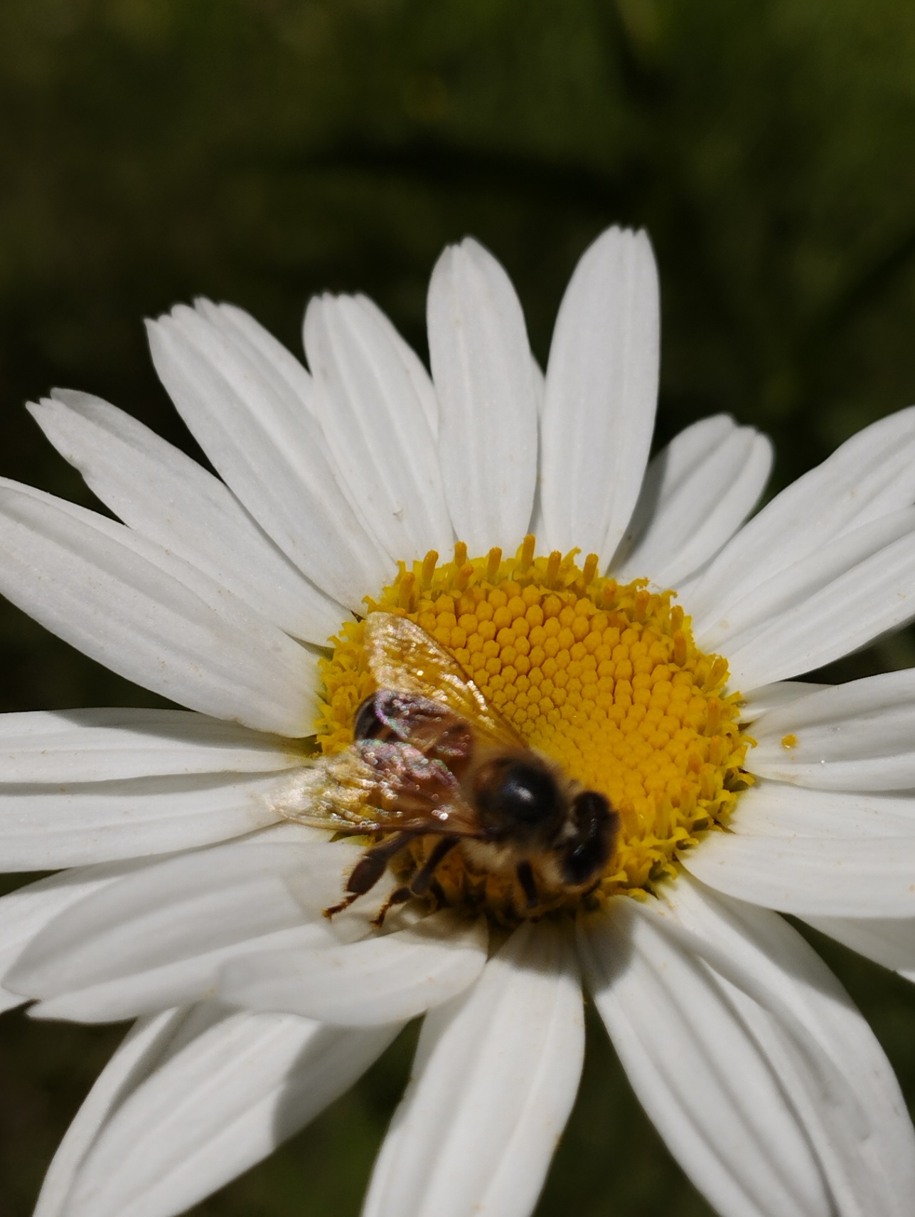 Despierto un sábado