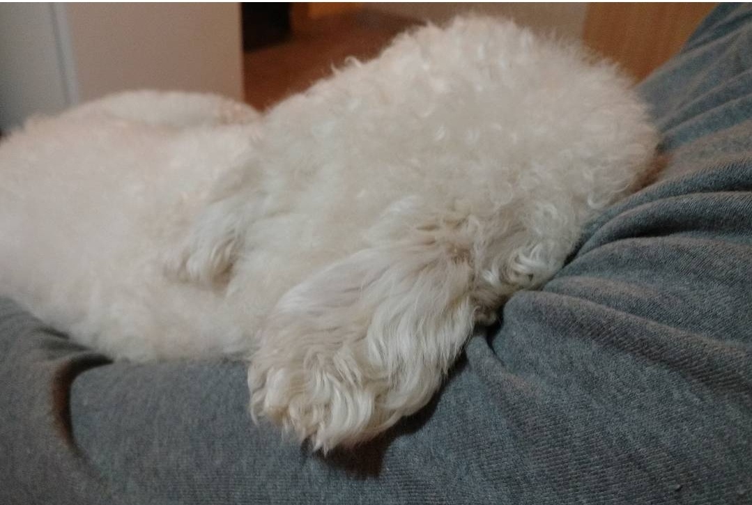 Él  🐶