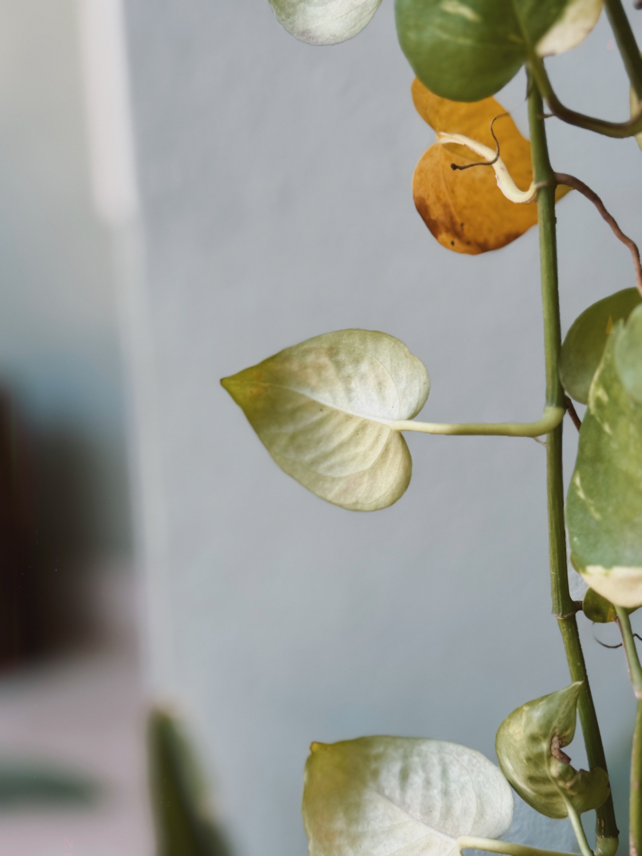 K R I S H A N cover img