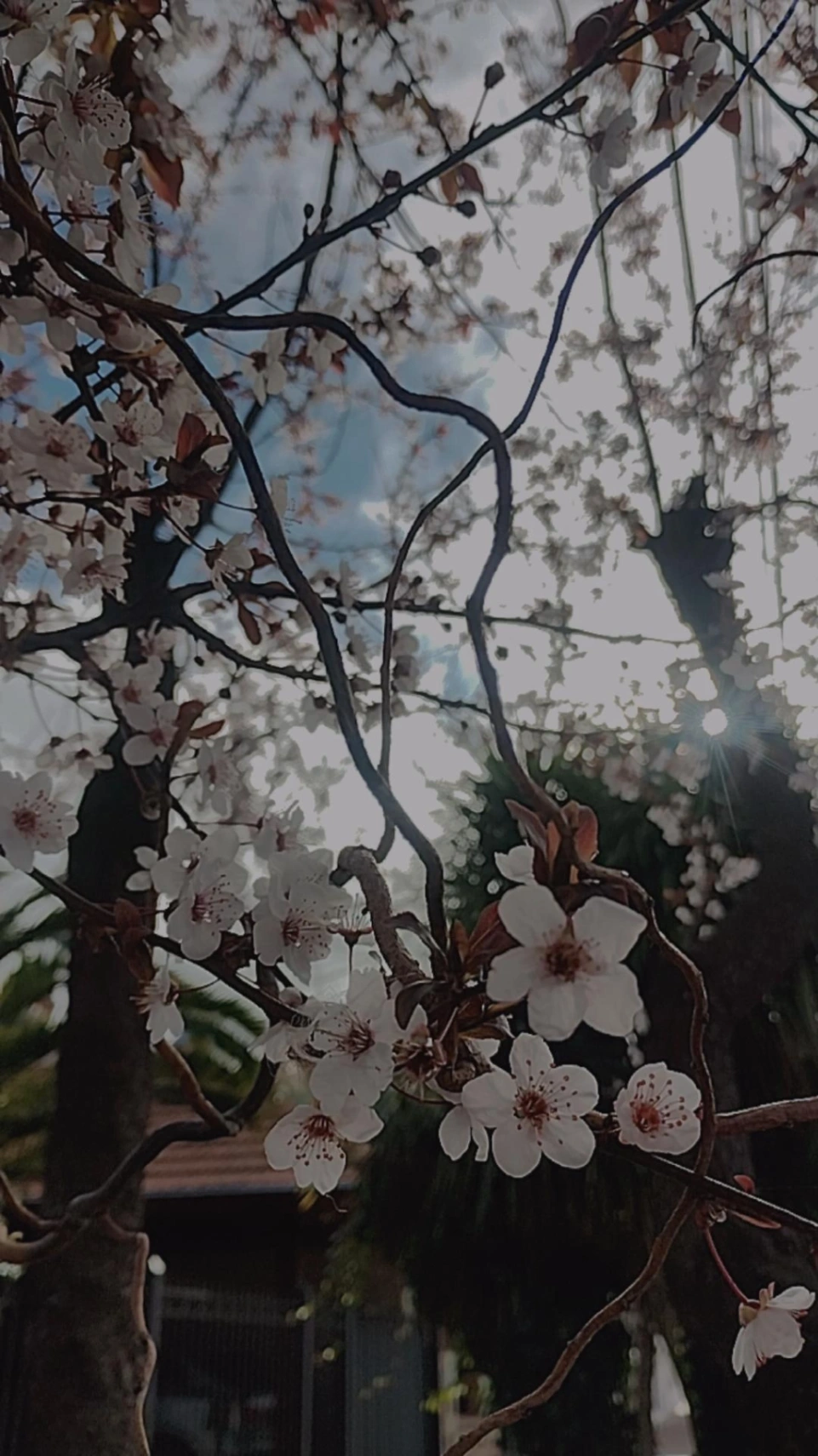 Alimac Nodrob cover img