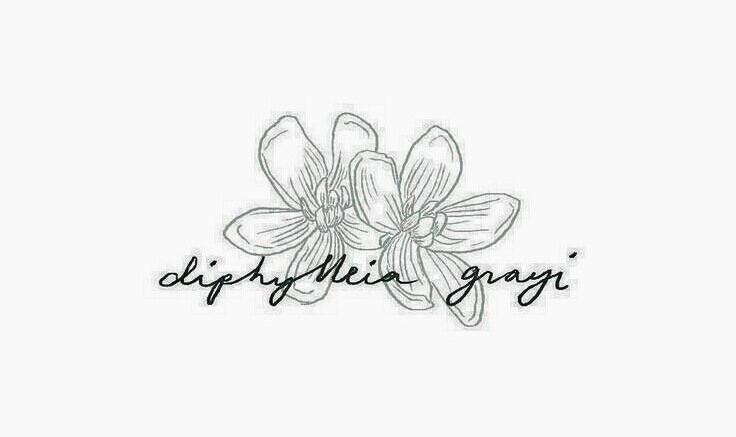 diphylleia grayi - jonghyun