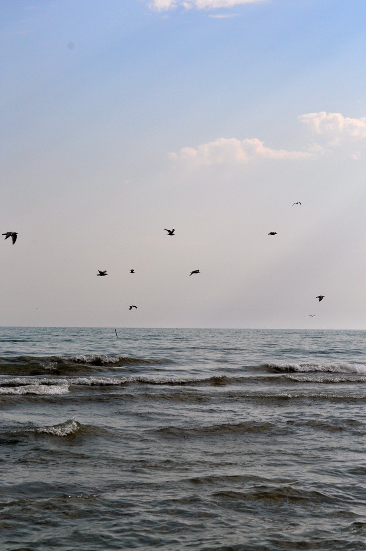 Pájaro sobre el mar