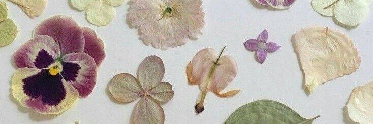 sol alegre  cover img