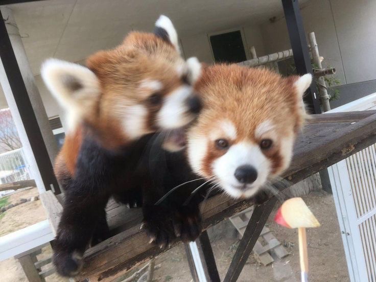 𓏲ᚑ۫♡♱ cover img