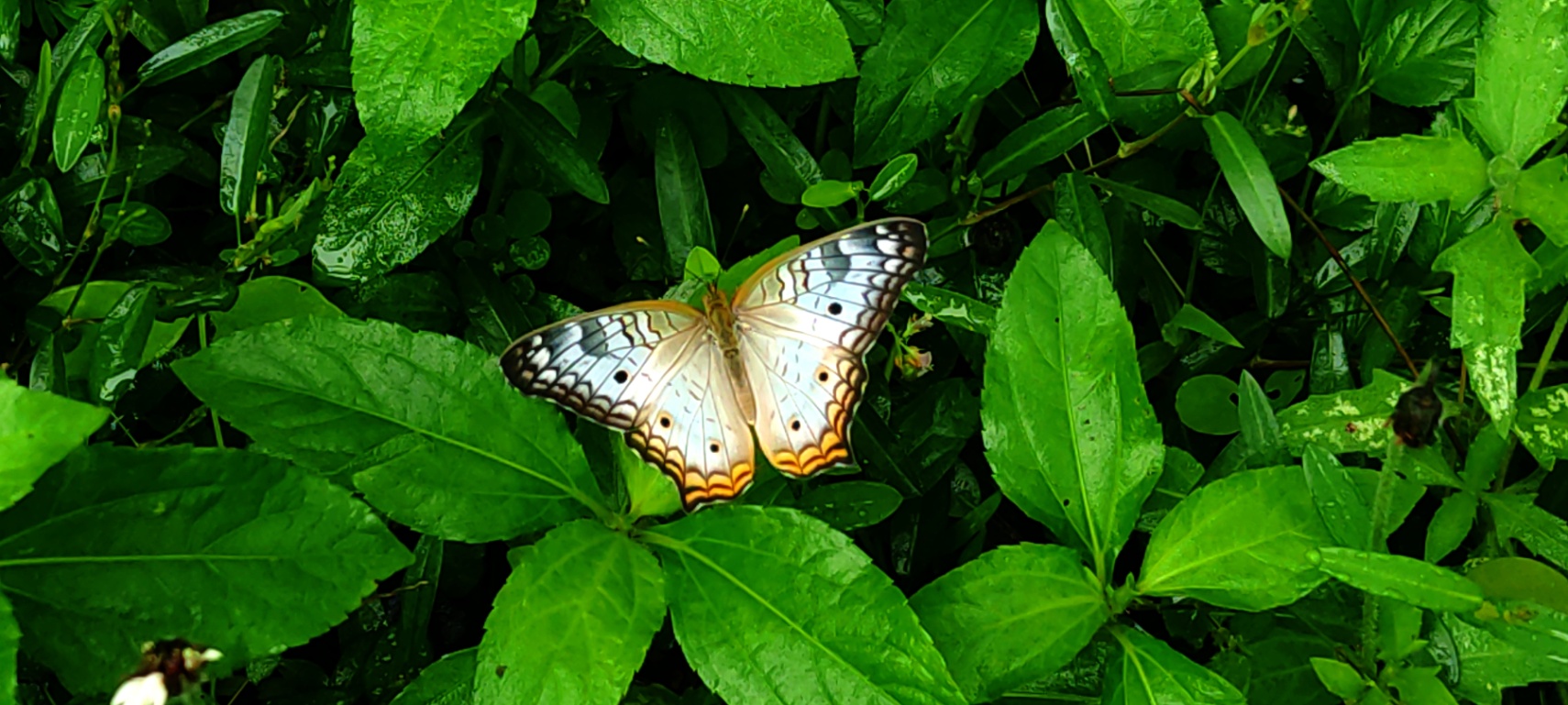 Caja Mariposas 