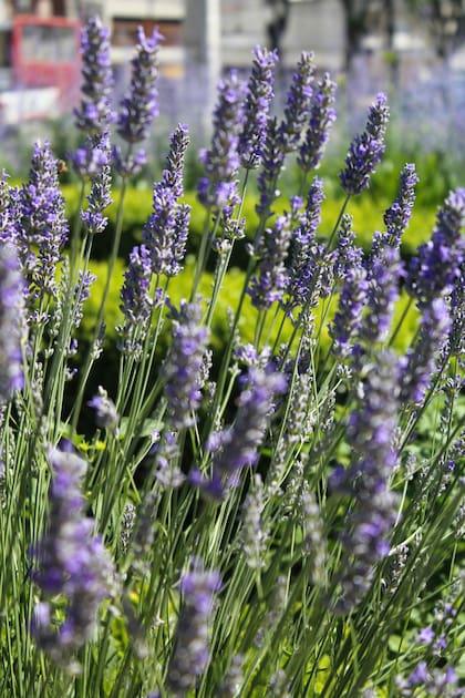 Oxígeno de lavanda 