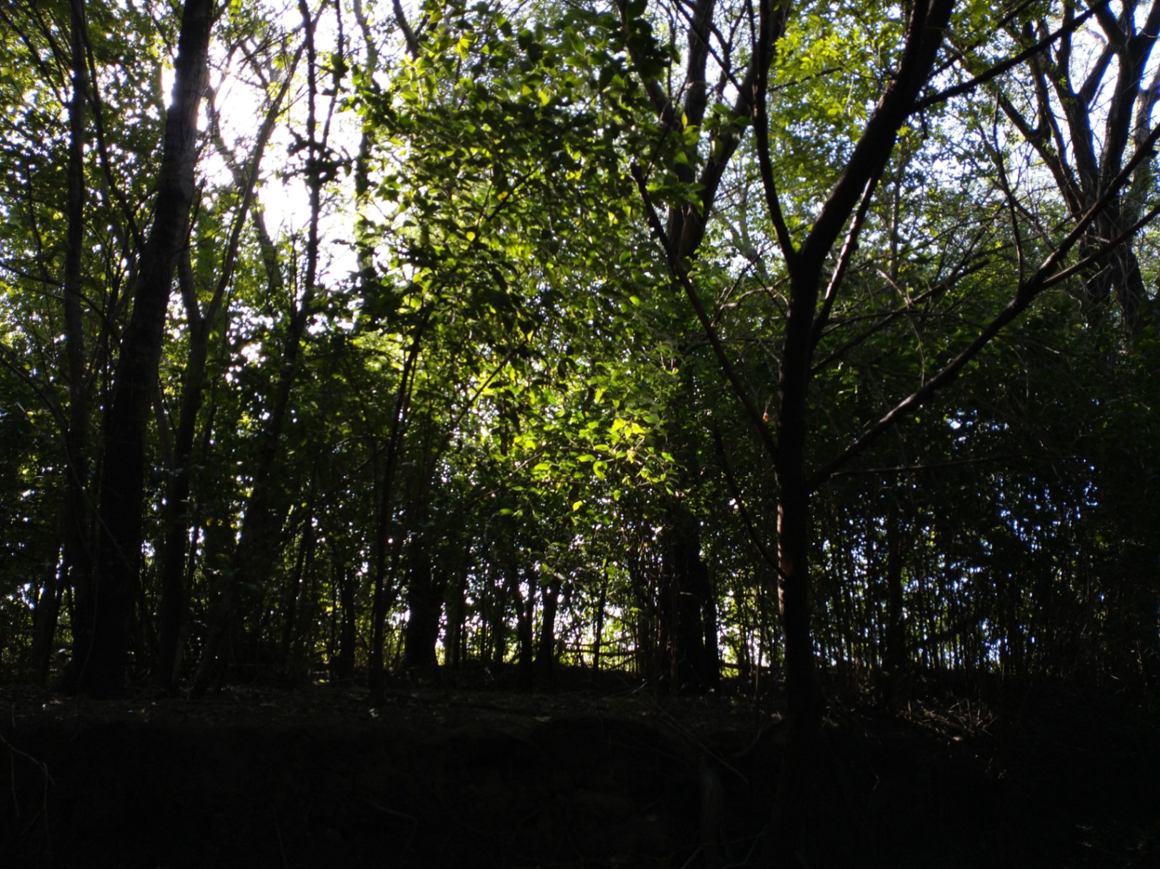 Selene Abigail Avendaño  cover img