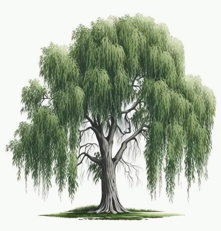weeping willow